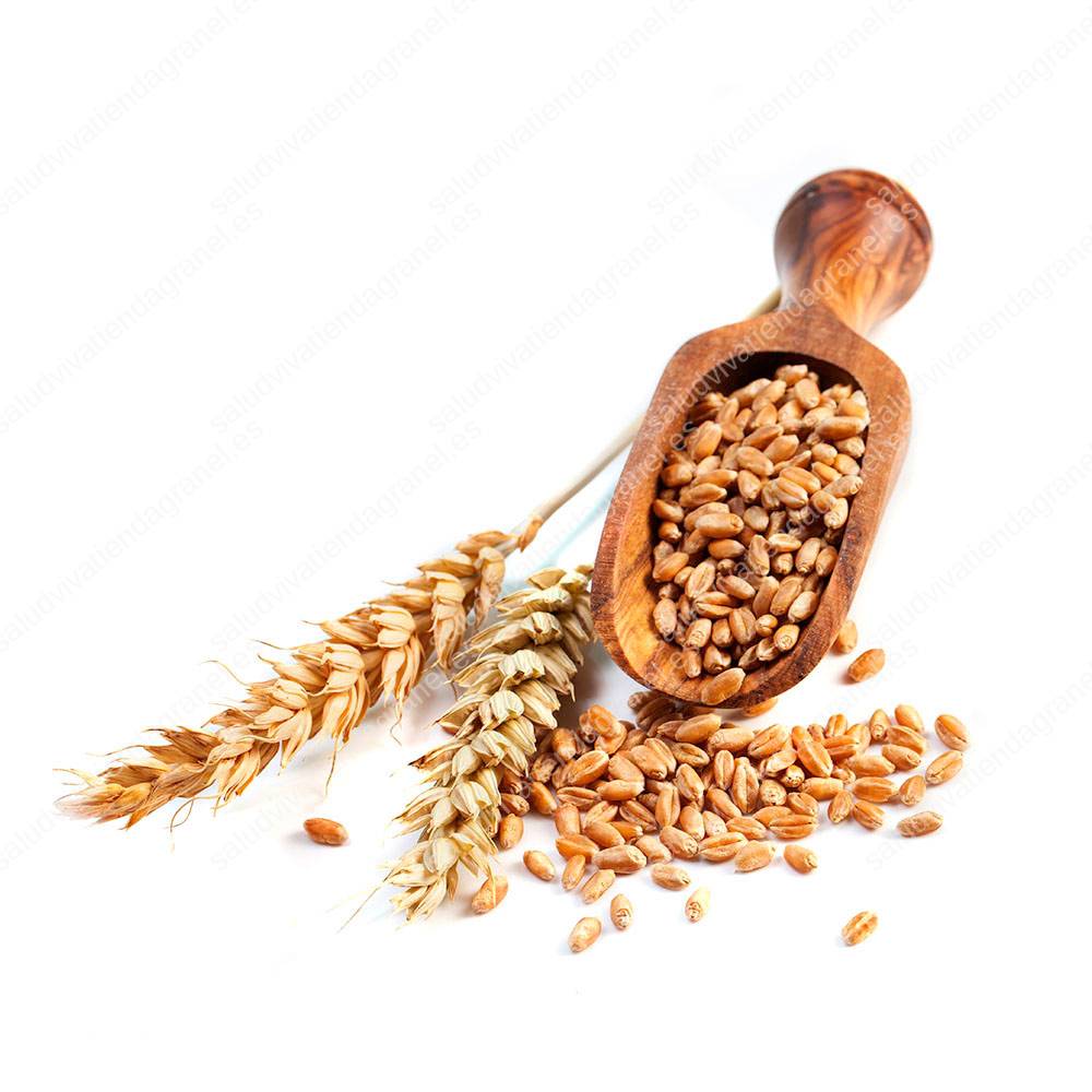 Grano de trigo – ECO – GRANEL - Saludviva Tienda Granel