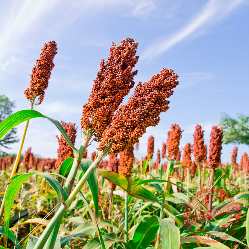 sorgo planta granel